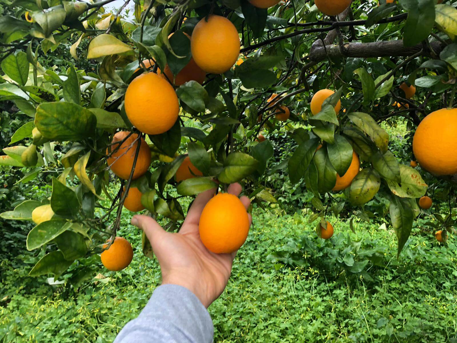 Oval Oranges Table 1kg