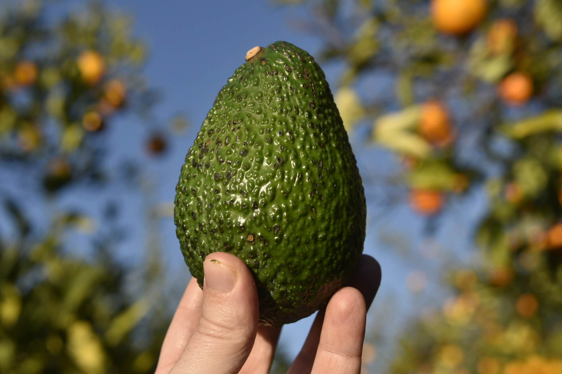 Hass Avocado 1kg