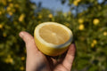 Siracusa Primofiore Lemon 1kg