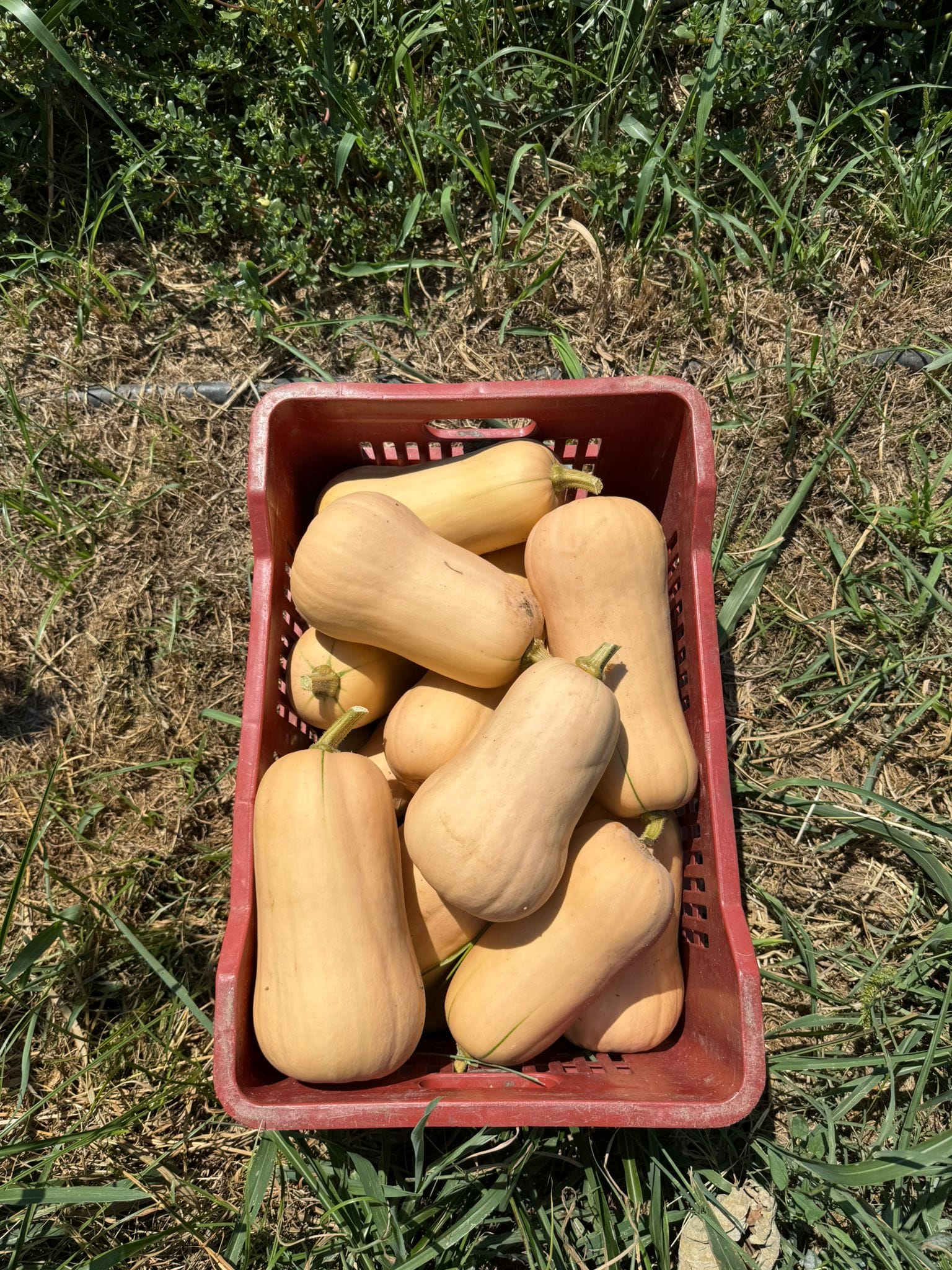 Zucca Butternut 1 - 1,5kg