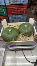 Zucca Delica 2-2,5kg