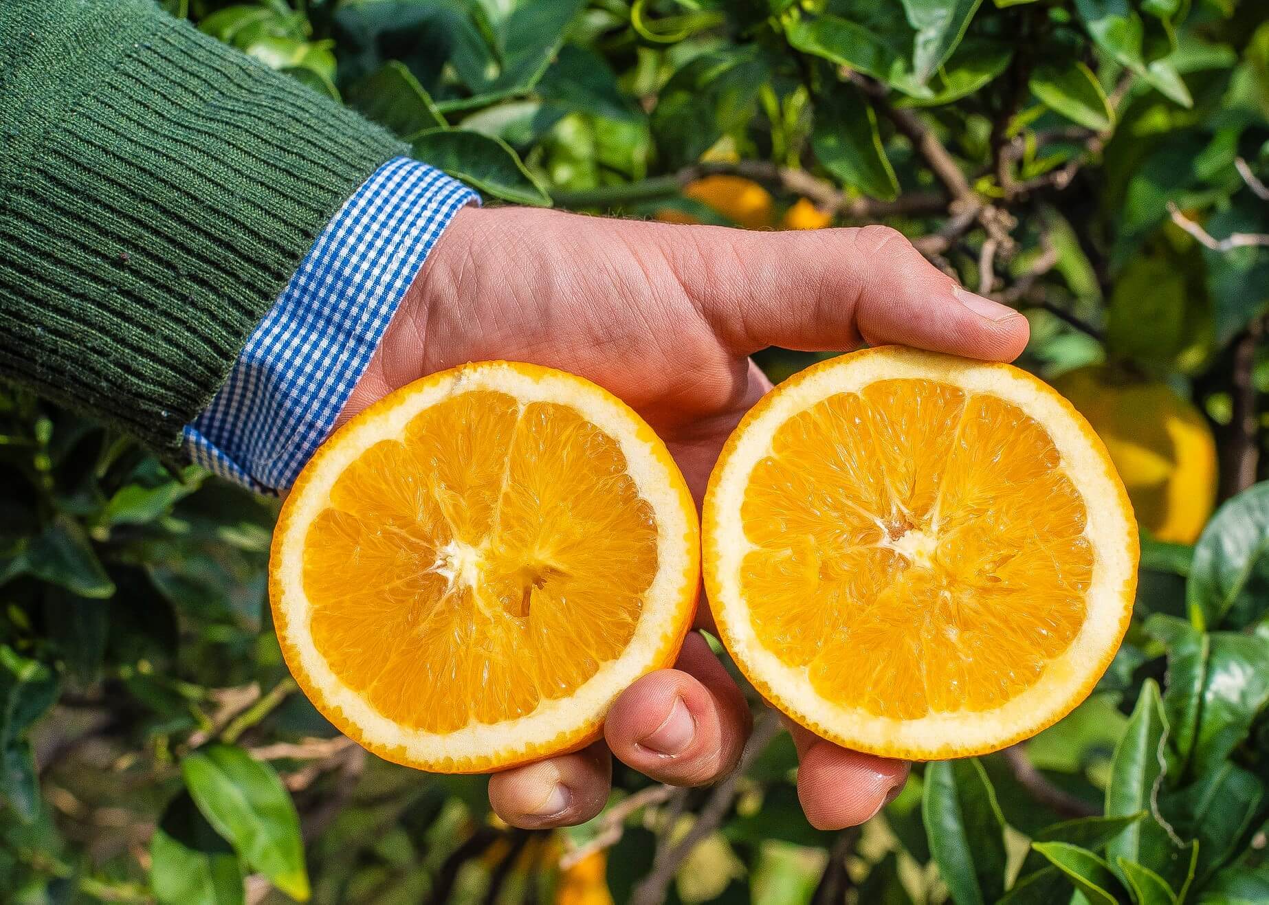 Navel Oranges Table 1kg