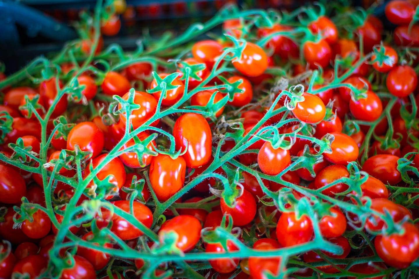 Datterino Tomatoes 1kg