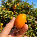 Kumquat 1kg